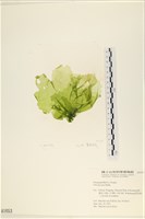 長片石蓴, 裂片石蓴藏品圖，第1張
