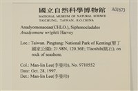 浮網藻, 肋葉藻藏品圖，第2張