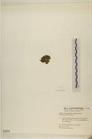 浮網藻, 肋葉藻藏品圖，第3張