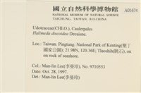 盤狀仙掌藻藏品圖，第2張