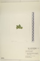 盤狀仙掌藻藏品圖，第3張