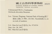 盤狀仙掌藻藏品圖，第2張