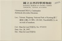 盤狀仙掌藻藏品圖，第2張