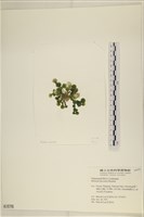 盤狀仙掌藻藏品圖，第3張