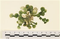 盤狀仙掌藻藏品圖，第1張