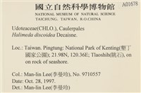 盤狀仙掌藻藏品圖，第2張