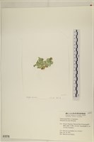 盤狀仙掌藻藏品圖，第3張