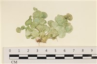 盤狀仙掌藻藏品圖，第1張