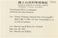 盤狀仙掌藻藏品圖，第2張