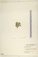 盤狀仙掌藻藏品圖，第3張