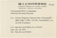 盤狀仙掌藻藏品圖，第2張