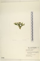 盤狀仙掌藻藏品圖，第3張