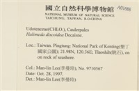 盤狀仙掌藻藏品圖，第2張