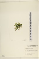 盤狀仙掌藻藏品圖，第3張
