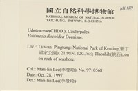 盤狀仙掌藻藏品圖，第2張