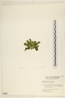 盤狀仙掌藻藏品圖，第3張