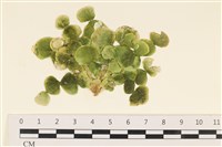 盤狀仙掌藻藏品圖，第1張