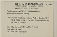 浮網藻, 肋葉藻藏品圖，第2張