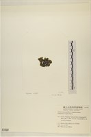 浮網藻, 肋葉藻藏品圖，第3張