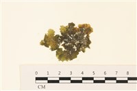 浮網藻, 肋葉藻藏品圖，第1張