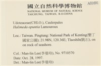 仙掌藻, 海仙人掌藏品圖，第2張
