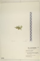 仙掌藻, 海仙人掌藏品圖，第3張