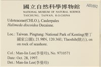 盤狀仙掌藻藏品圖，第2張