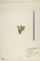 盤狀仙掌藻藏品圖，第3張
