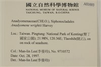 浮網藻, 肋葉藻藏品圖，第2張