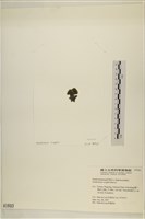 浮網藻, 肋葉藻藏品圖，第3張