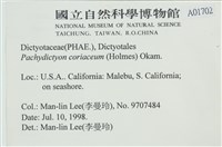 厚網目藻藏品圖，第2張