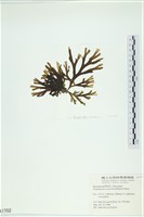 厚網目藻藏品圖，第3張