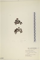 登錄號:A00001707藏品圖，第1張
