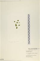 登錄號:A00001716藏品圖，第1張