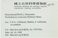 厚網目藻藏品圖，第2張