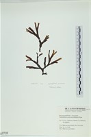 厚網目藻藏品圖，第1張