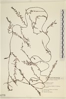 登錄號:A00001719藏品圖，第1張