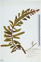 登錄號:A00001720藏品圖，第1張