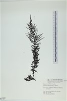 登錄號:A00001727藏品圖，第1張