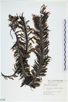 登錄號:A00001728藏品圖，第1張