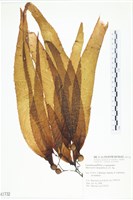 登錄號:A00001732藏品圖，第1張