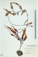 登錄號:A00001733藏品圖，第1張