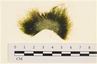 登錄號:A00001734藏品圖，第1張