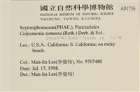 袋苔, 囊藻藏品圖，第2張