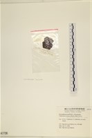 袋苔, 囊藻藏品圖，第3張