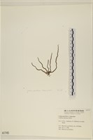 登錄號:A00001745藏品圖，第3張