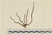 登錄號:A00001745藏品圖，第1張