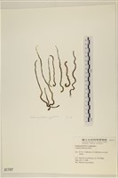 登錄號:A00001747藏品圖，第1張