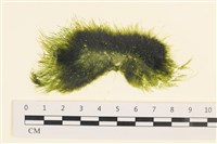 登錄號:A00001754藏品圖，第1張