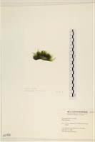 登錄號:A00001755藏品圖，第3張